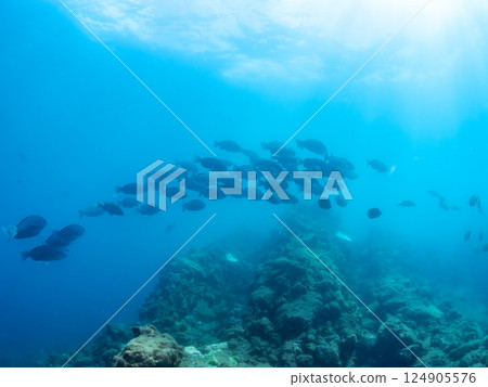A large school of black porgy, Japanese goatfish and other fish. Hirizohama Nakagi Minamiizu Town Izu Peninsula Shizuoka Prefecture 2024 124905576