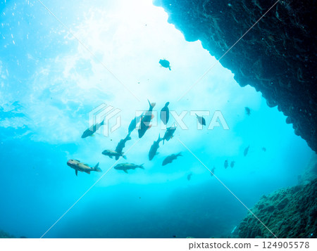 A large school of black porgy, Japanese goatfish and other fish. Hirizohama Nakagi Minamiizu Town Izu Peninsula Shizuoka Prefecture 2024 124905578