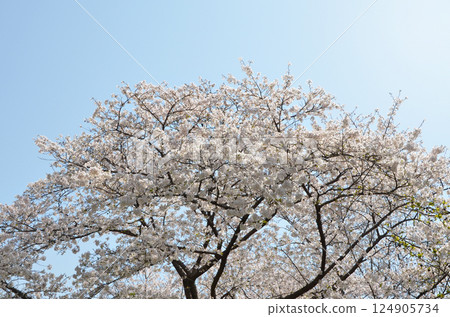 美麗的櫻花和藍天 124905734