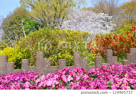 鮮花盛開的春天景象(大阪鶴見綠地公園) 鮮花盛開的春天景象(大阪鶴見綠地公園) 124905737