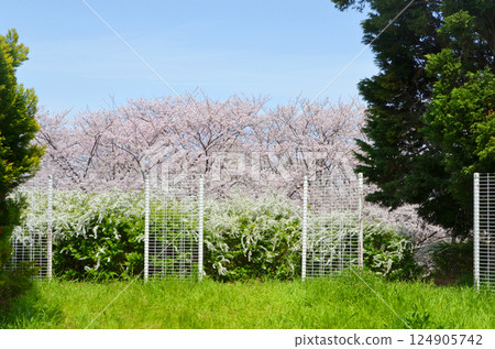 Yukiyanagi and cherry blossoms Yukiyanagi and cherry blossoms 124905742