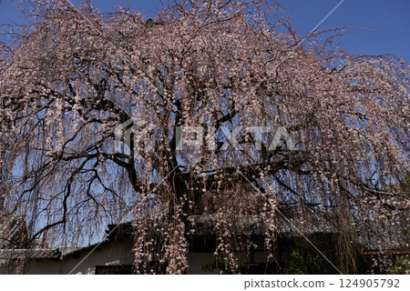 Honmaji Temple Underwood Cherry Blossoms 124905792