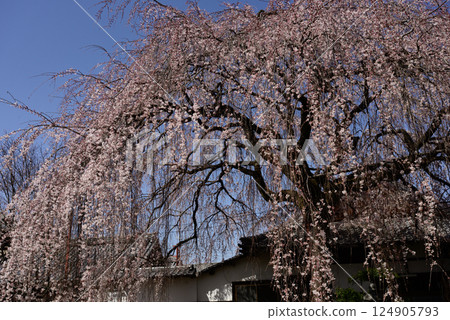 Honmaji Temple Underwood Cherry Blossoms 124905793