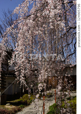 Honmaji Temple Underwood Cherry Blossoms 124905796