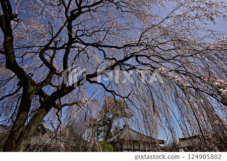 Honmaji Temple Underwood Cherry Blossoms Honmaji Temple Underwood Cherry Blossoms 124905802