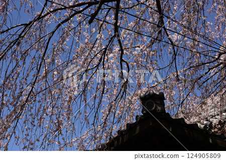 Honmaji Temple Underwood Cherry Blossoms 124905809