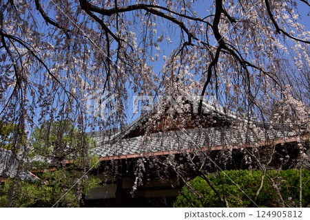 Honmaji Temple Underwood Cherry Blossoms 124905812