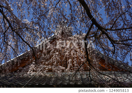 Honmaji Temple Underwood Cherry Blossoms 124905813