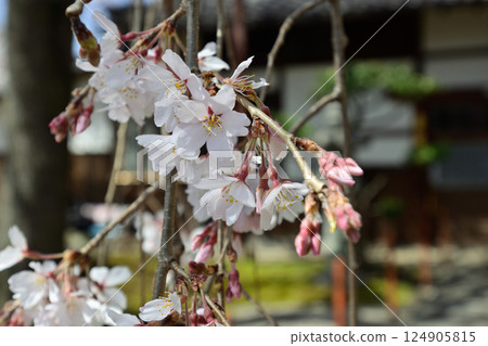 Honmaji Temple Underwood Cherry Blossoms Honmaji Temple Underwood Cherry Blossoms 124905815