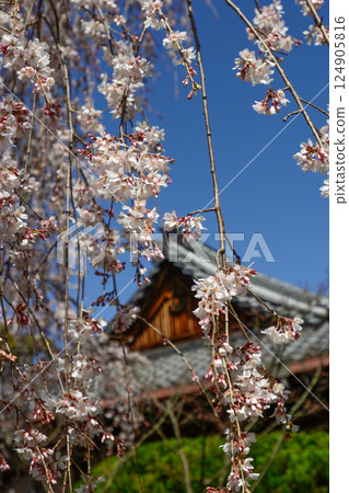 Honmaji Temple Underwood Cherry Blossoms 124905816