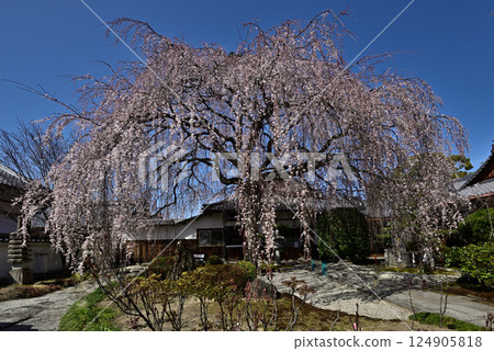 Honmaji Temple Underwood Cherry Blossoms 124905818