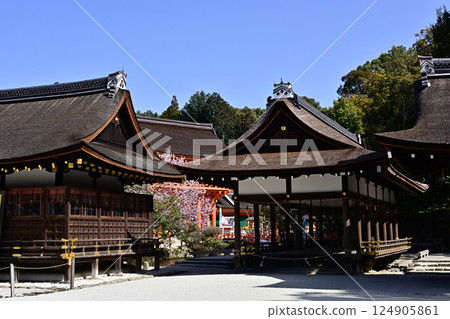 Kamigamo Shrine (Kamowakeikazuchi Shrine) Sakura 124905861