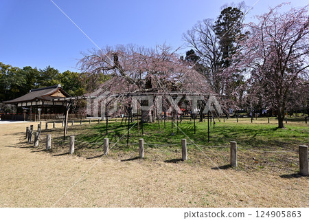 上賀茂神社（Kamowakeikazuchi Shrine） Goshozakura 124905863