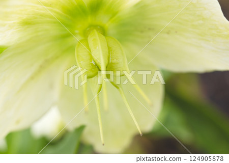 A close-up of a Christmas rose with swelling seed clusters 124905878