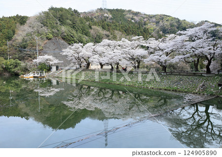 Cherry blossoms and Lake Kamokita 124905890