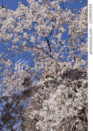 Hakkokudo Omiyuki cherry tree 124905919