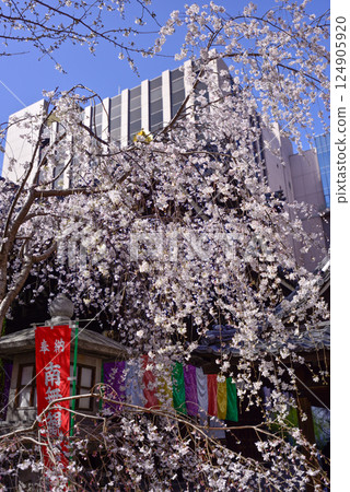Hakkokudo Omiyuki櫻花樹 Hakkokudo Omiyuki櫻花樹 124905920