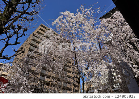 Hakkokudo Omiyuki cherry tree 124905922