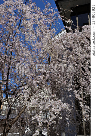 Hakkokudo Omiyuki cherry tree 124905923