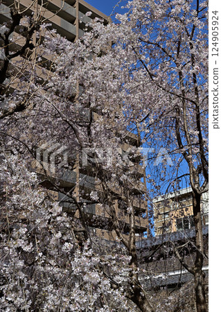 Hakkokudo Omiyuki cherry tree 124905924