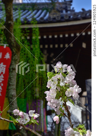 Hakkokudo Omiyuki cherry tree 124905925