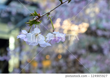 Hakkokudo Omiyuki cherry tree 124905927