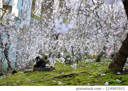 Hakkokudo Omiyuki cherry tree 124905931