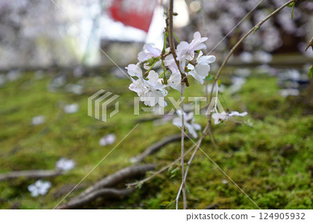 Hakkokudo Omiyuki cherry tree 124905932