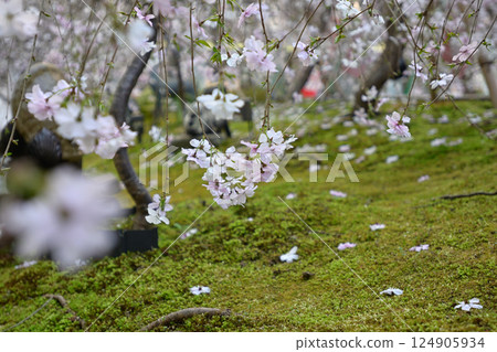 Hakkokudo Omiyuki cherry tree 124905934
