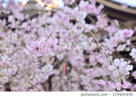 Hakkokudo Omiyuki cherry tree 124905936
