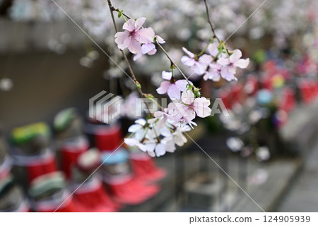 Hakkokudo Omiyuki櫻花樹 Hakkokudo Omiyuki櫻花樹 124905939