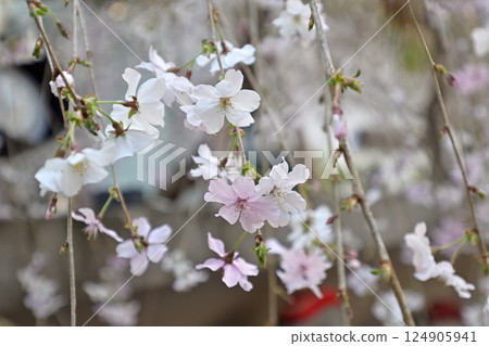 Hakkokudo Omiyuki cherry tree 124905941