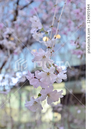 Hakkokudo Omiyuki cherry tree 124905944