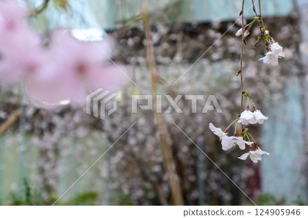 Hakkokudo Omiyuki cherry tree 124905946