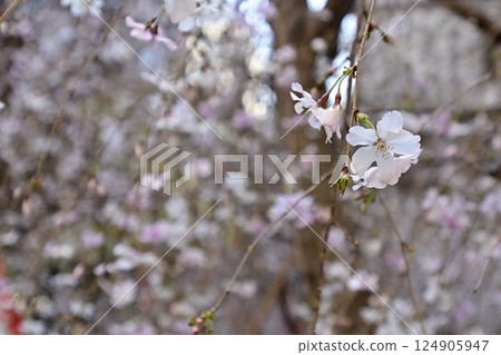 Hakkokudo Omiyuki cherry tree Hakkokudo Omiyuki cherry tree 124905947