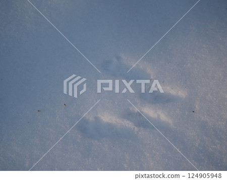 Squirrel footprints on the snow 124905948