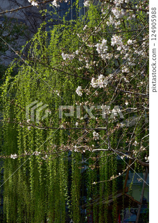 Rokkakudo Round-tied Hexagonal Willow Rokkakudo Round-tied Hexagonal Willow 124905988