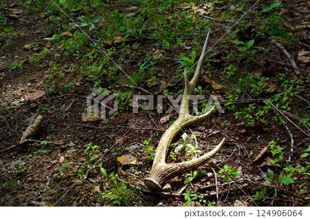 A horn found on a forest road 124906064