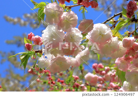 Button cherry blossoms in full bloom 124906497