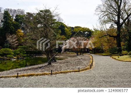 Kyoto Sento Imperial Palace South Pond and Cherry Blossoms Kyoto Sento Imperial Palace South Pond and Cherry Blossoms 124906577