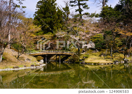 Kyoto Sento Imperial Palace South Pond and Cherry Blossoms Kyoto Sento Imperial Palace South Pond and Cherry Blossoms 124906583