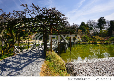 Kyoto Sento Imperial Palace South Pond and Cherry Blossoms 124906584