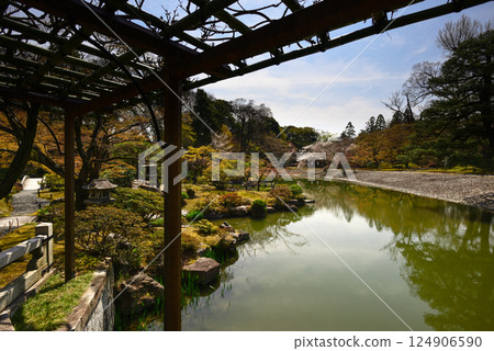 京都仙洞禦所南池與櫻花 124906590