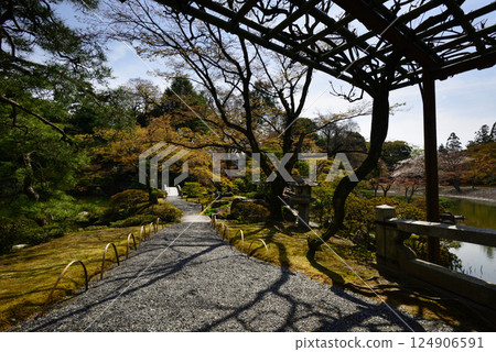 京都仙洞禦所南池與櫻花 124906591