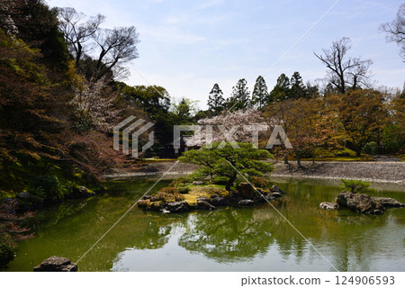 Kyoto Sento Imperial Palace South Pond and Cherry Blossoms 124906593