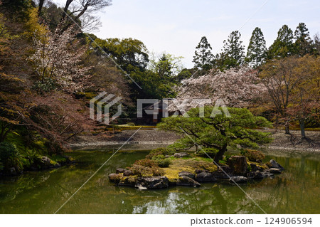 京都仙洞禦所南池與櫻花 124906594