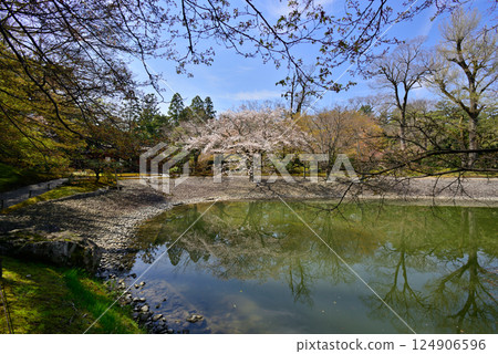 京都仙洞禦所南池與櫻花 124906596