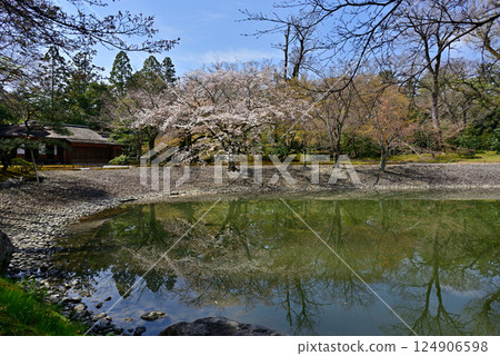 Kyoto Sento Imperial Palace South Pond and Cherry Blossoms 124906598