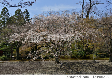 京都仙洞禦所南池與櫻花 124906599