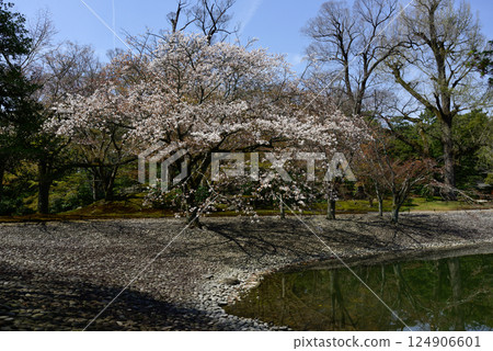 京都仙洞禦所南池與櫻花 京都仙洞禦所南池與櫻花 124906601